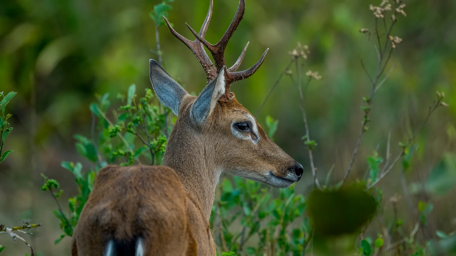 Para evitar la extinción de dos especies de venados en Argentina, recurren a la IA